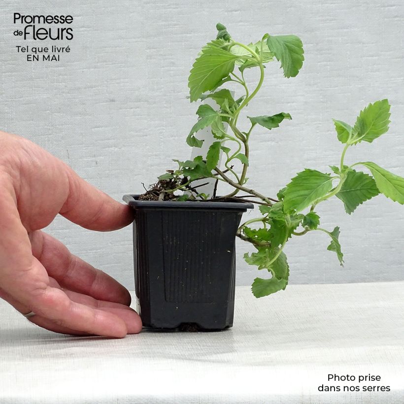 Calamintha grandiflora - Mentuccia Vasetto da 8/9 cm esemplare consegnato in primavera
