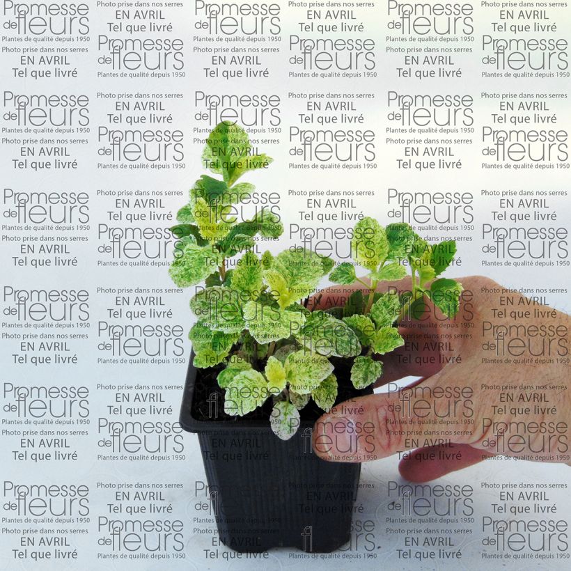 Esempio di esemplare Calamintha grandiflora Variegata - Mentuccia montana Vasetto da 8/9 cm come consegnato