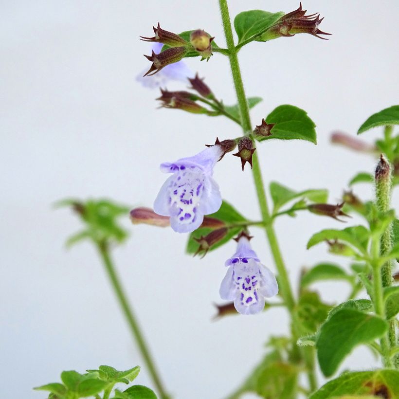 Calamintha nepeta - Mentuccia commune (Flowering)