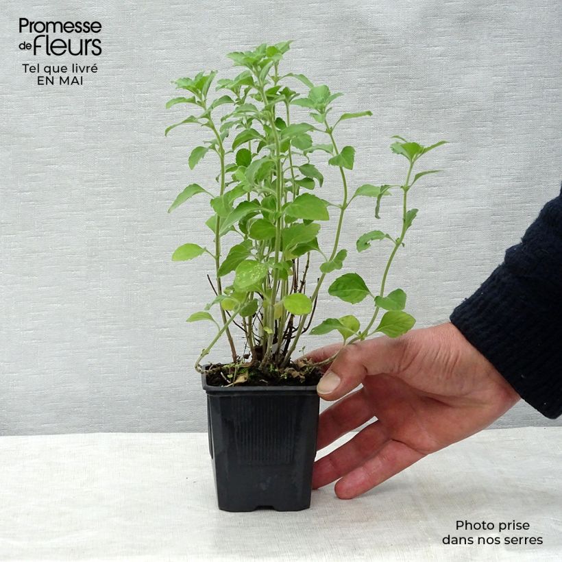 Example of Calamintha nepeta - Mentuccia commune Vasetto da 8/9 cm as you get in printemps