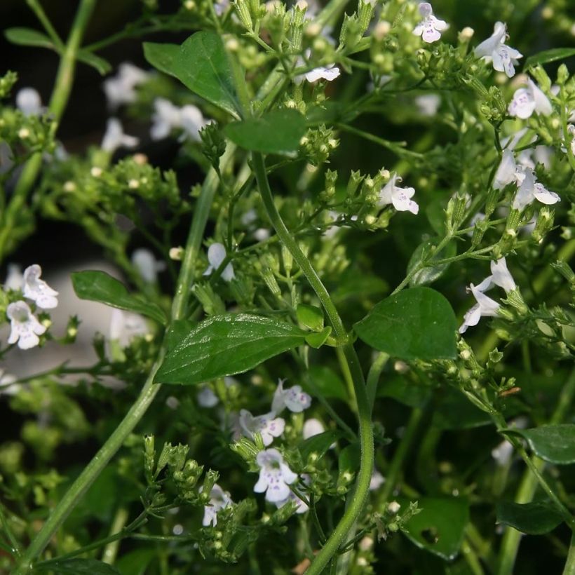 Calamintha nepeta White Cloud - Mentuccia comune (Foliage)