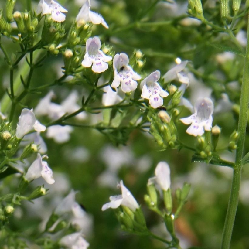 Calamintha nepeta White Cloud - Mentuccia comune (Flowering)