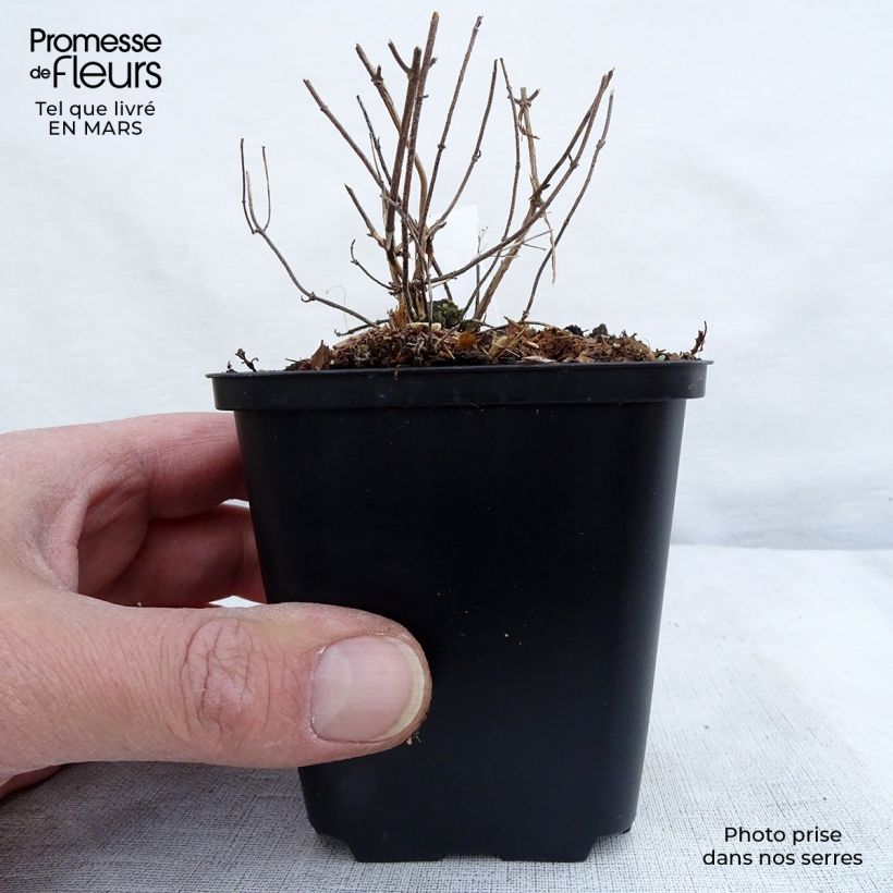 Example of Calamintha nepeta White Cloud - Mentuccia comune Vasetto da 8/9 cm as you get in printemps