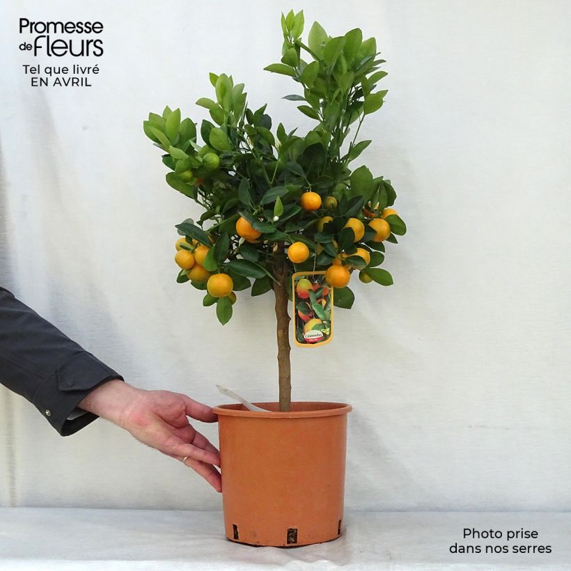 Citrus madurensis - Calamondino Vaso da 4L/5L, Vaso impalcato basso esemplare consegnato in primavera