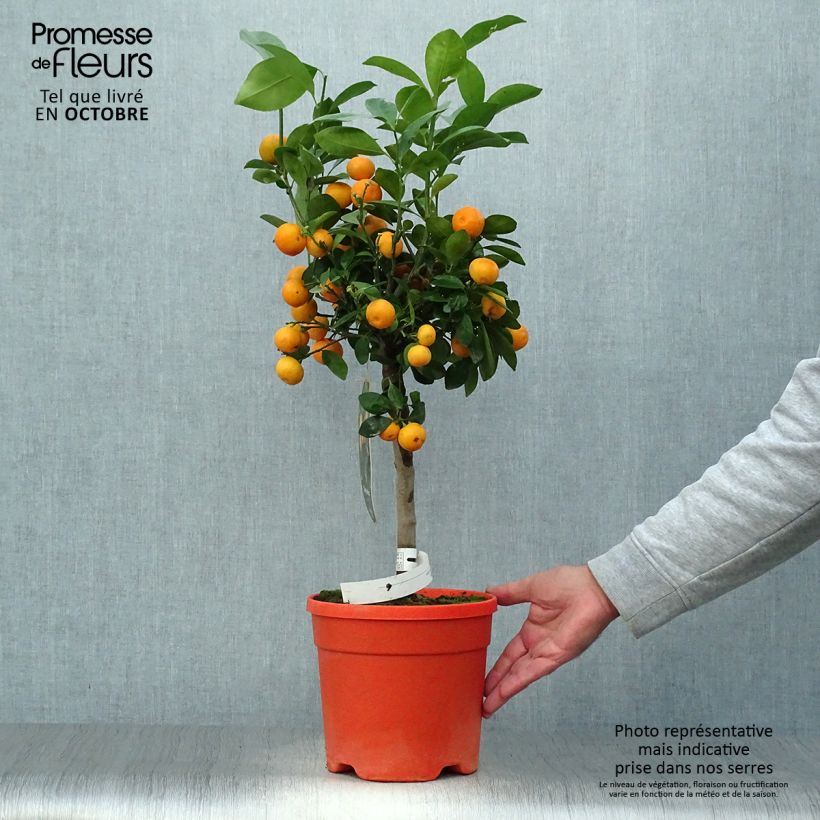 Esemplare di Citrus madurensis - Calamondino Vaso da 6L/7L, Vaso impalcato come consegnato in autunno