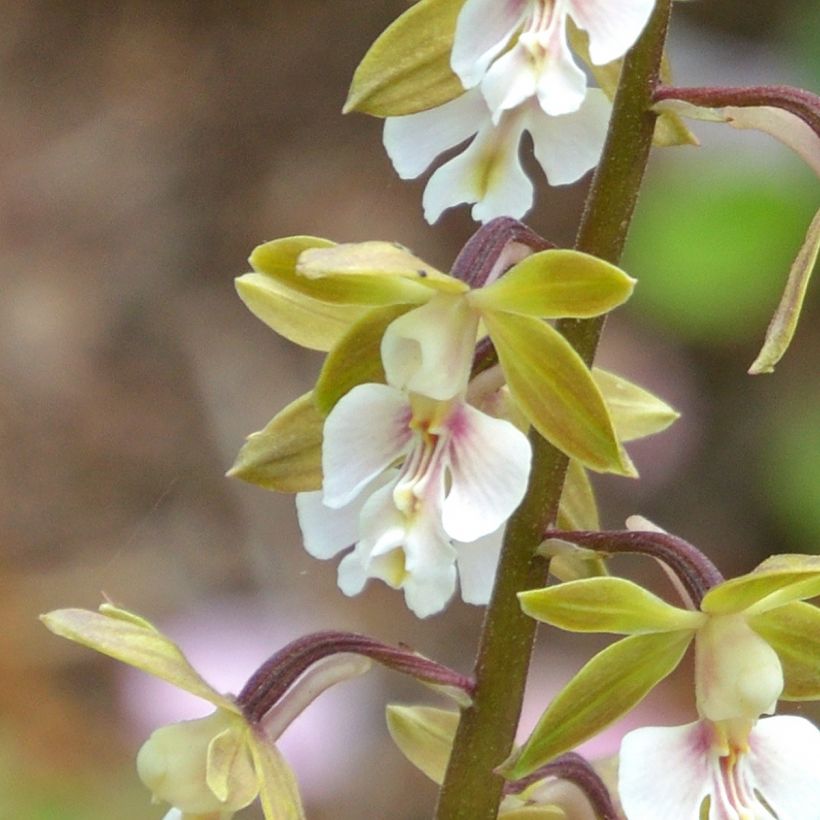 Calanthe Olive Green (Fioritura)