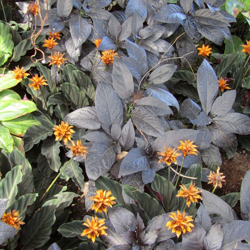 Calathea crocata (Foliage)