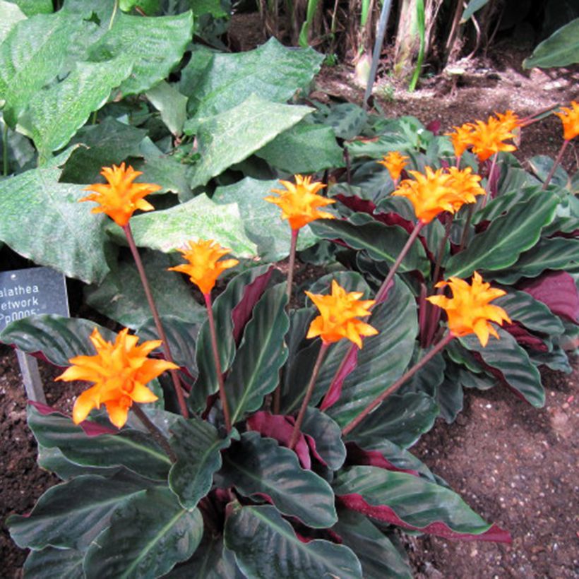 Calathea crocata (Plant habit)