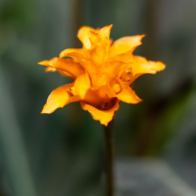Calathea crocata (Flowering)