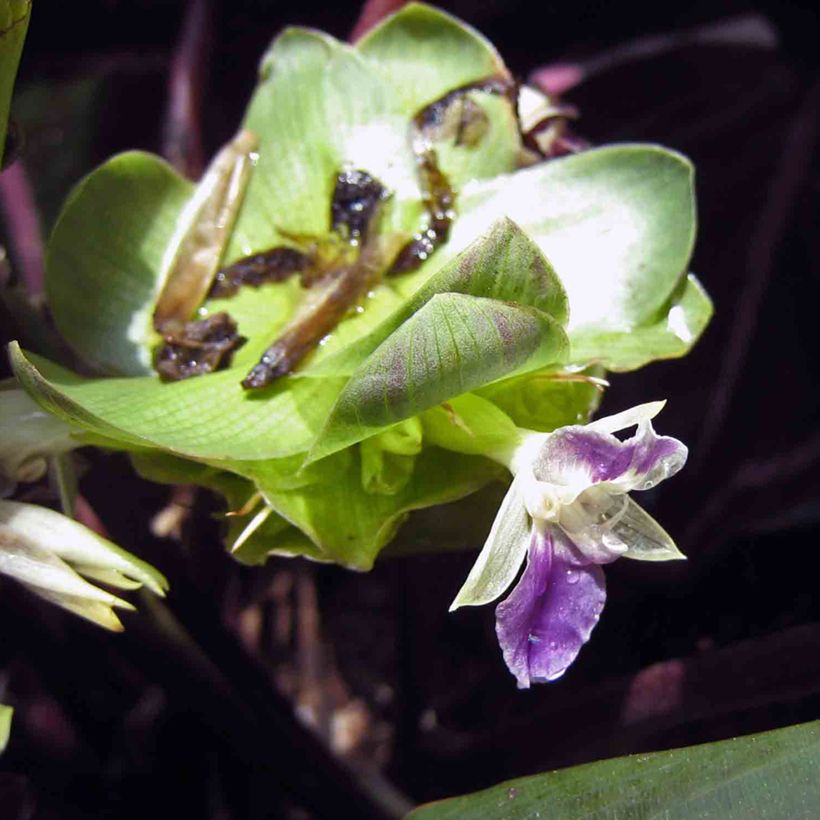Calathea Dottie (Flowering)