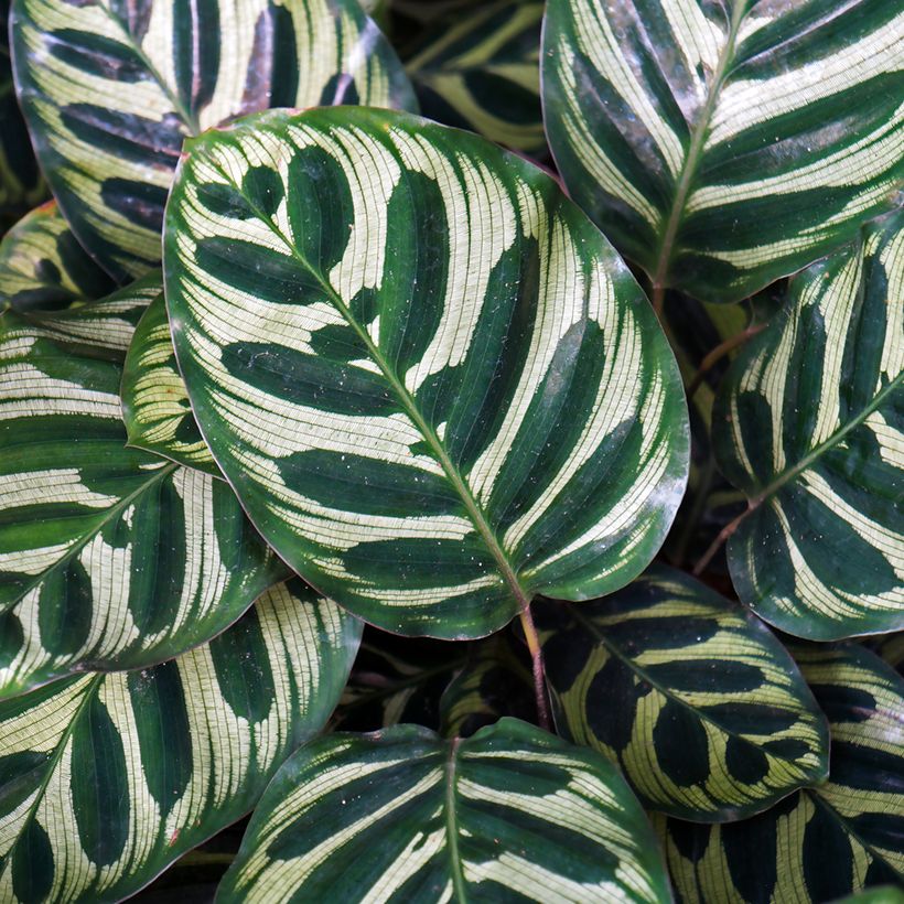 Calathea makoyana (Fogliame)