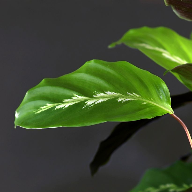 Calathea Maui Queen (Fogliame)