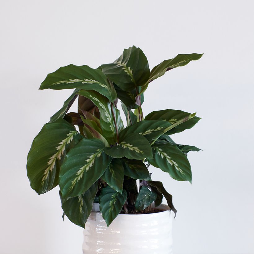 Calathea Maui Queen (Porto)