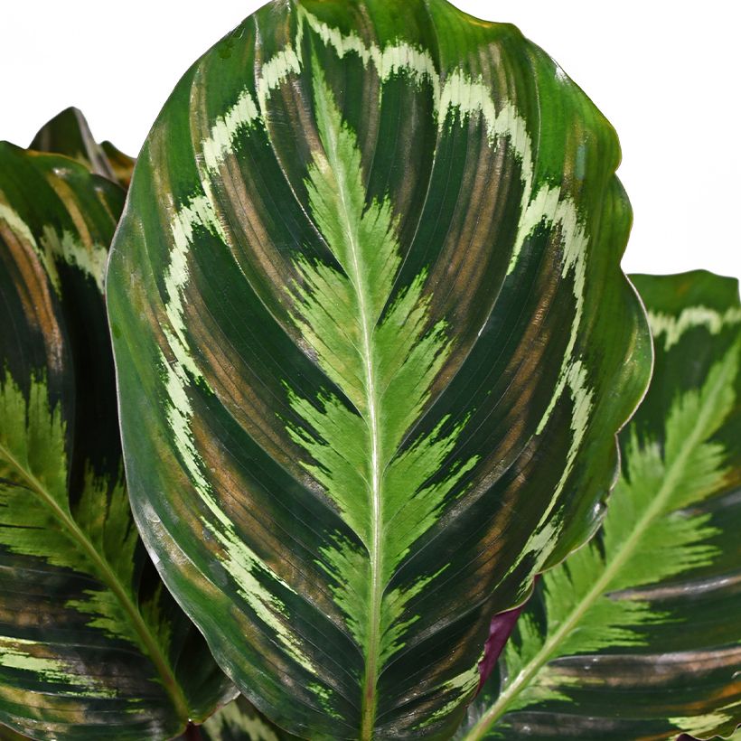 Calathea Medallion (Foliage)