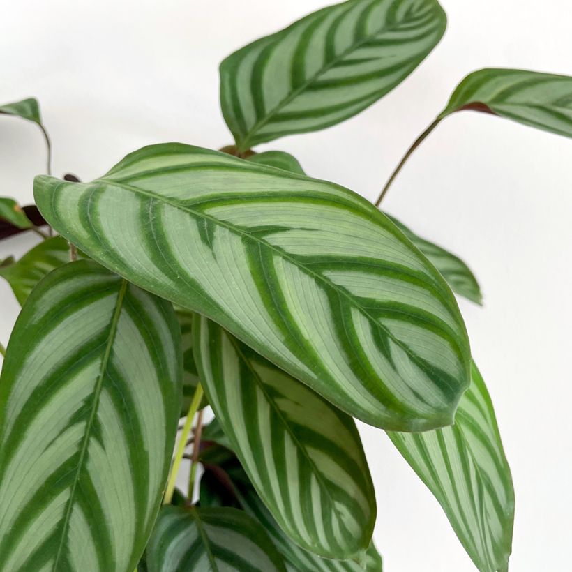 Ctenanthe oppenheimiana (Fogliame)