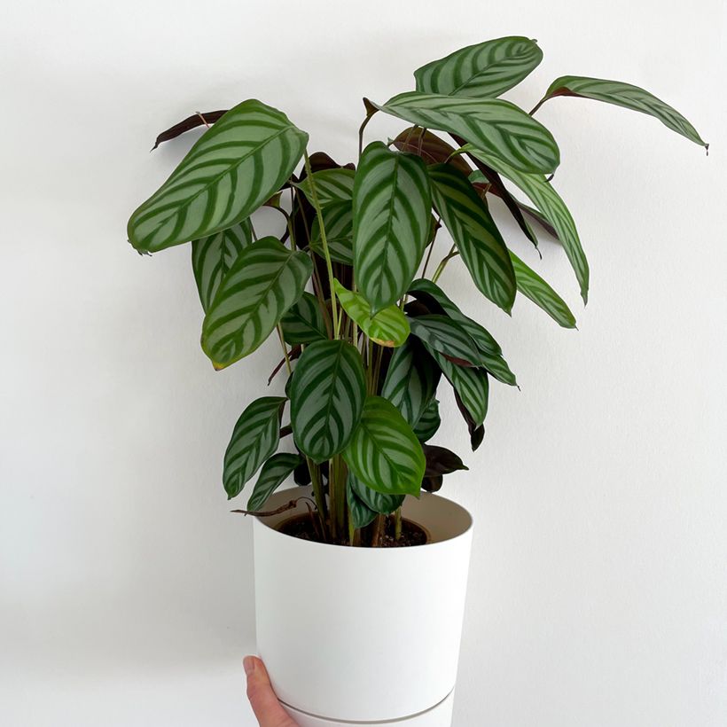 Ctenanthe oppenheimiana (Porto)