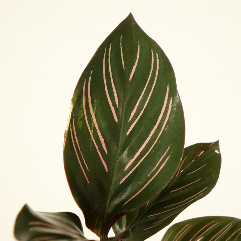 Calathea ornata (Foliage)