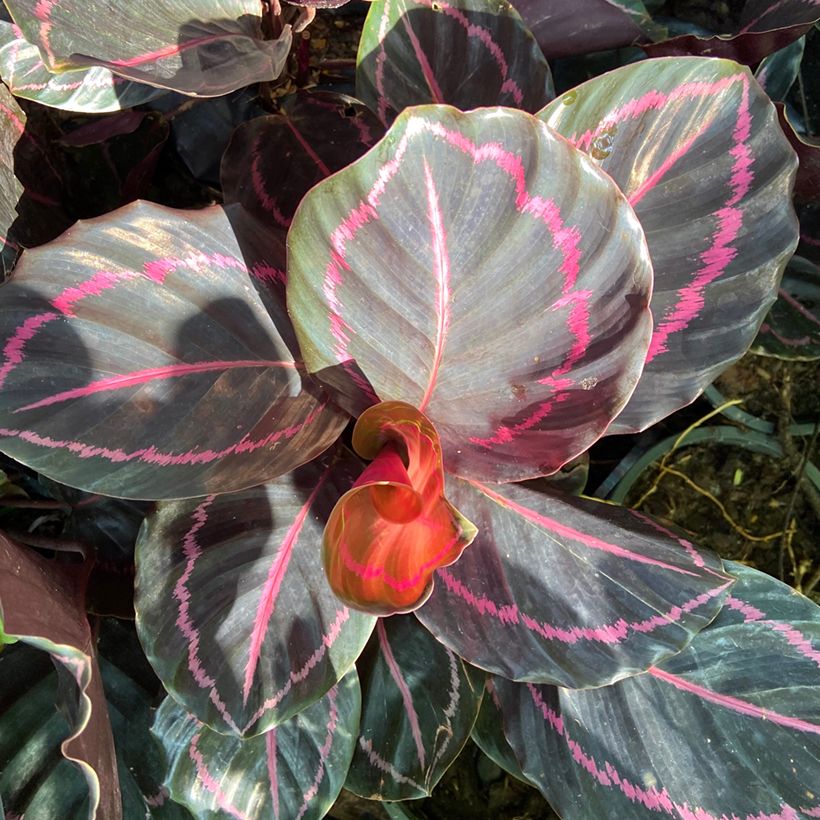 Calathea roseopicta (Fogliame)