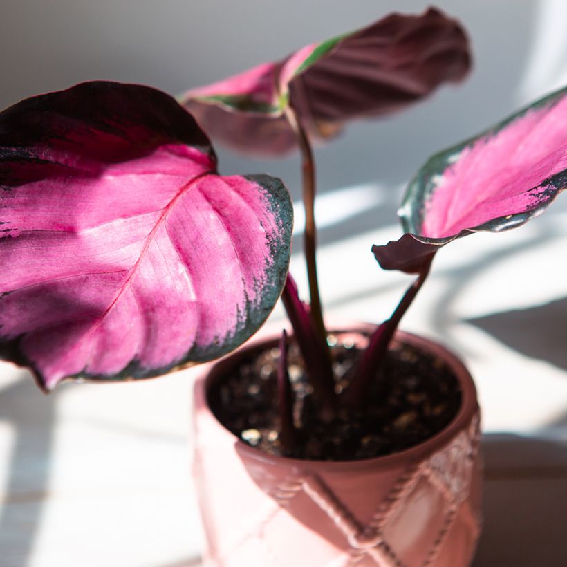 Calathea roseopicta Rosy (Fogliame)