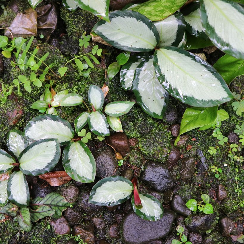 Calathea Royal Standard (Porto)