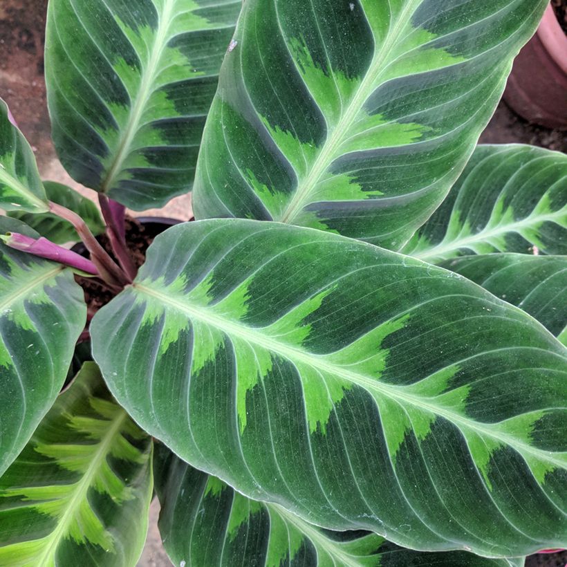 Calathea warscewiczii (Fogliame)