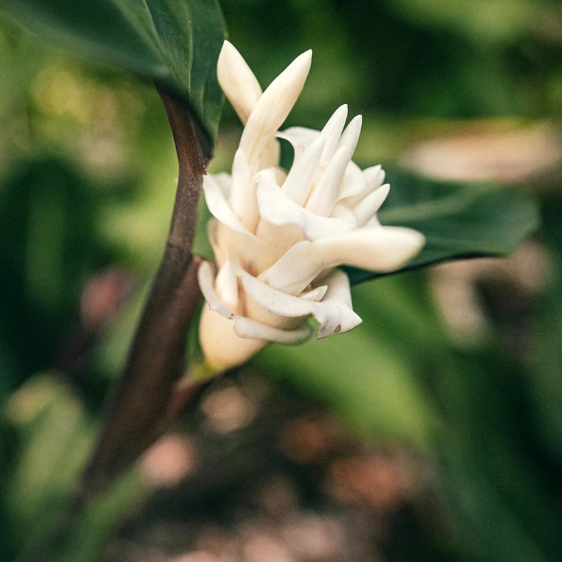 Calathea warscewiczii (Fioritura)