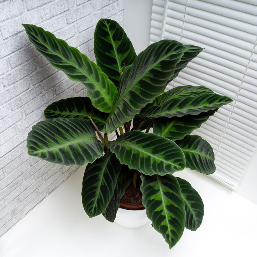Calathea warscewiczii (Porto)