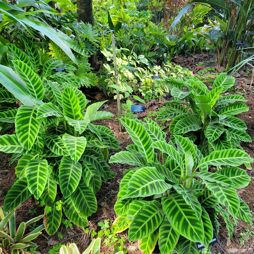 Calathea zebrina (Plant habit)