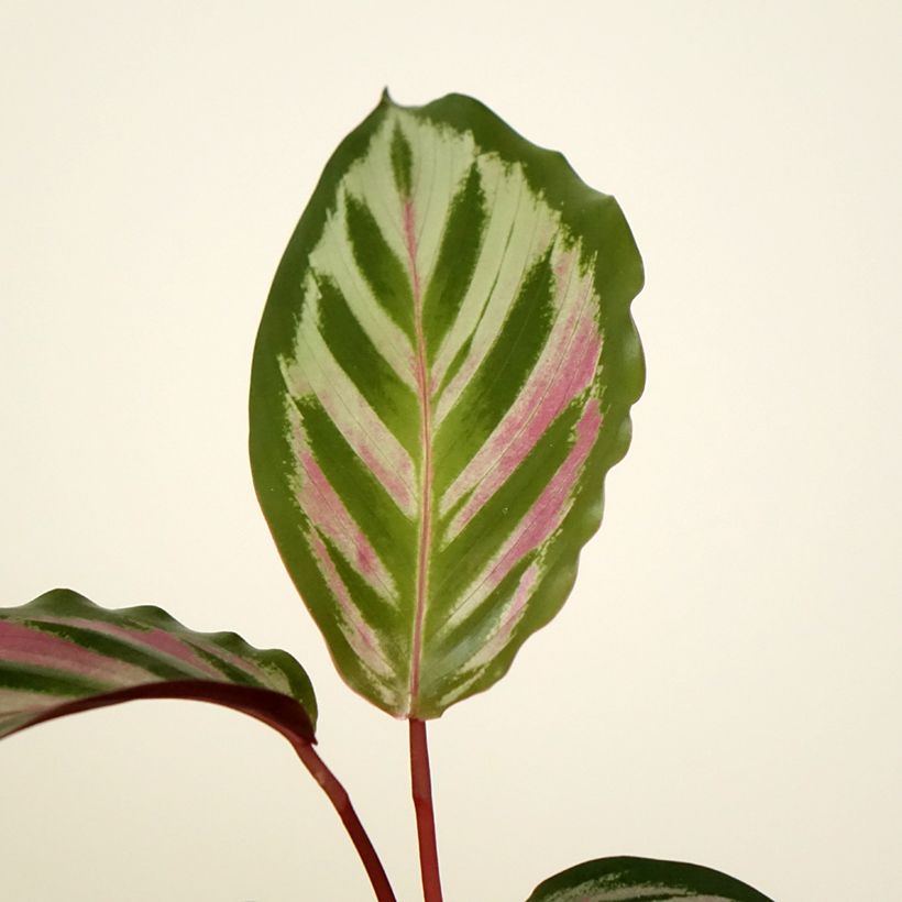 Calathea Peacock (Foliage)