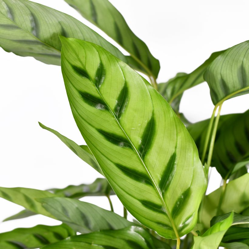 Calathea leopardina (Fogliame)
