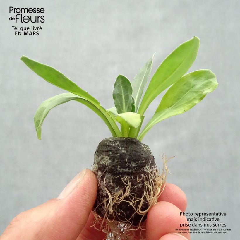 Calendula Powerdaisy Sunny - Fiorrancio mini zolla... esemplare consegnato in primavera