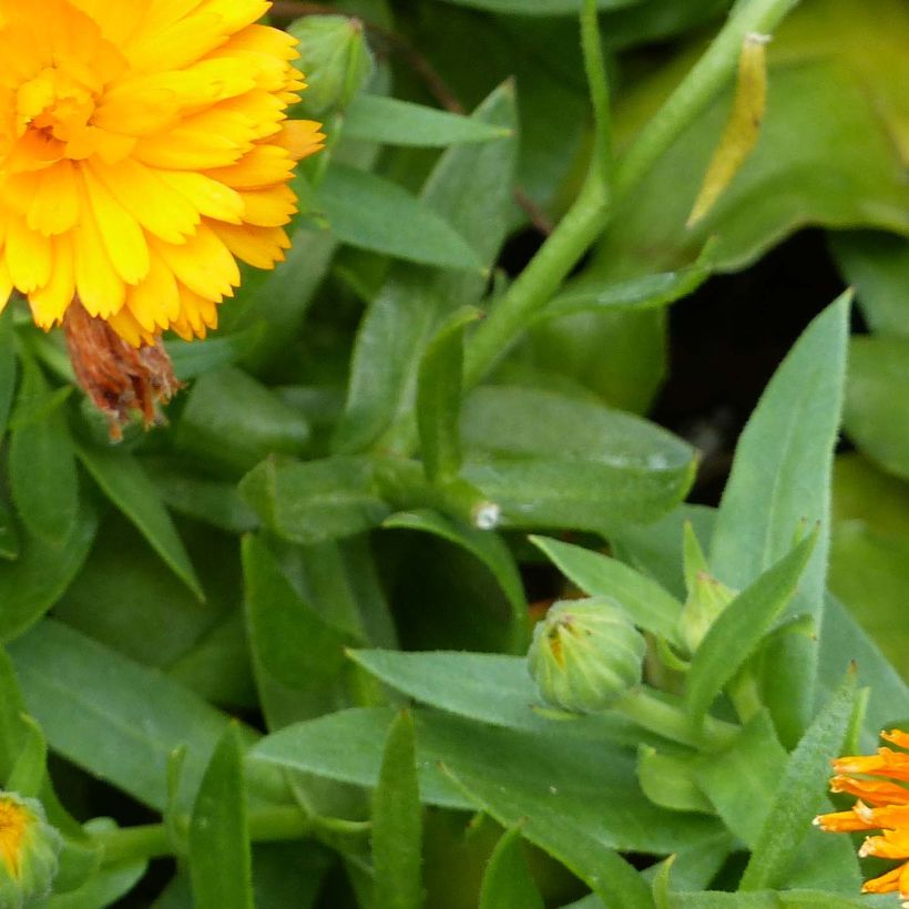Calendula Powerdaisy Tango - Fiorrancio (Foliage)