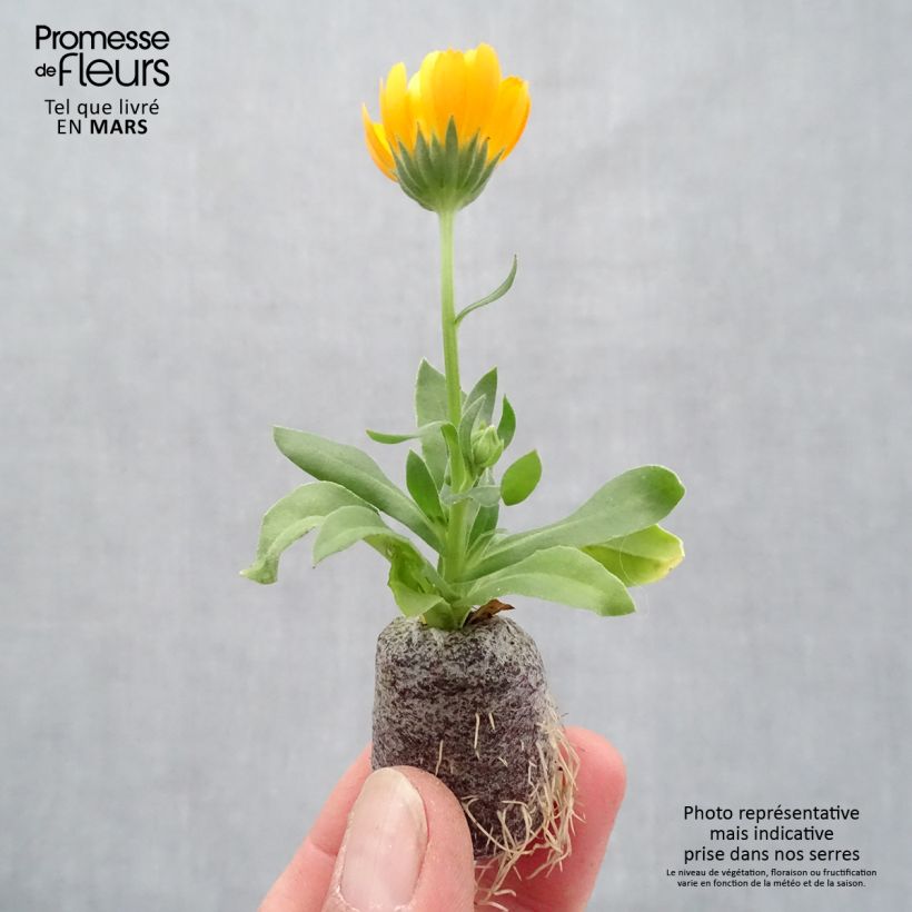 Example of Calendula Powerdaisy Tango - Fiorrancio mini zolla... as you get in printemps