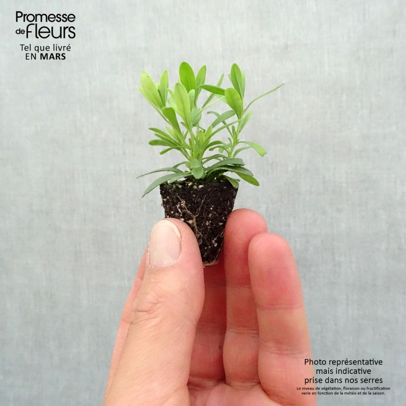 Calibrachoa Can-Can Rosies Blue - Petunia nana mini zolla... esemplare consegnato in primavera