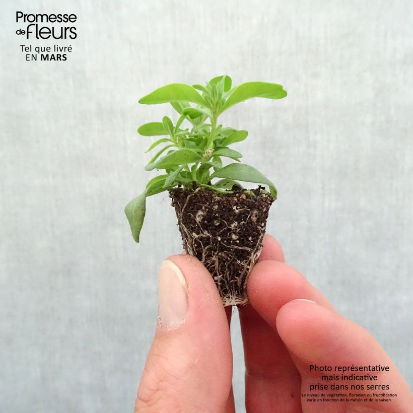 Calibrachoa Can-Can Rosies Pink - Petunia nana mini zolla... esemplare consegnato in primavera