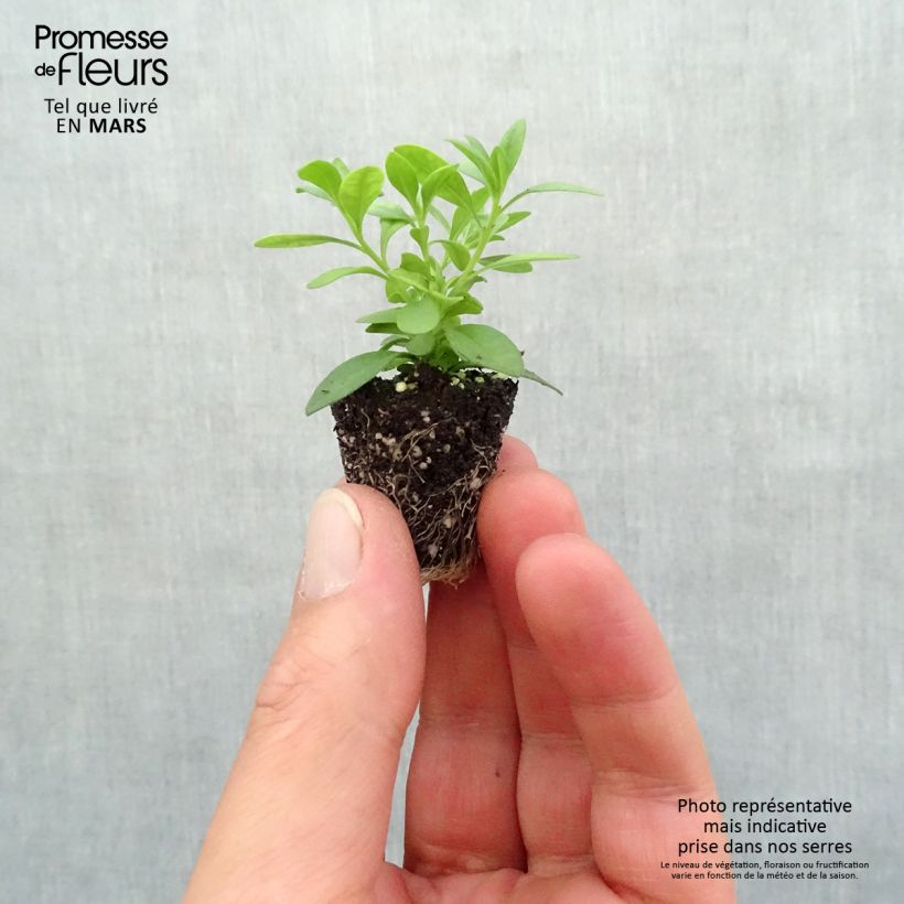 Calibrachoa Can-Can Rosies Pink Vein - Petunia nana mini zolla... esemplare consegnato in primavera