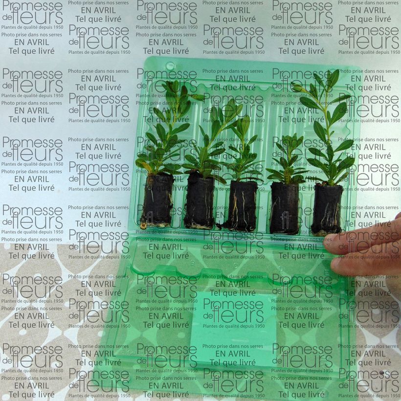 Esempio di esemplare Calibrachoa Chamaeleon Double Pink Yellow - Petunia nana mini zolla... come consegnato