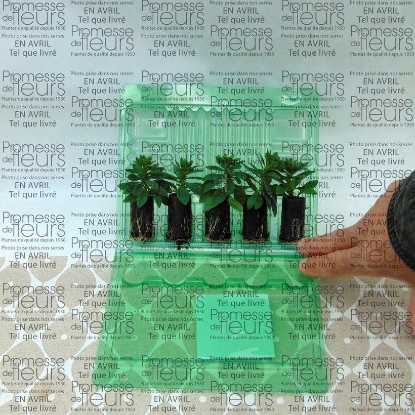 Esempio di esemplare Calibrachoa Chamaeleon Pink Passion - Petunia nana mini zolla... come consegnato