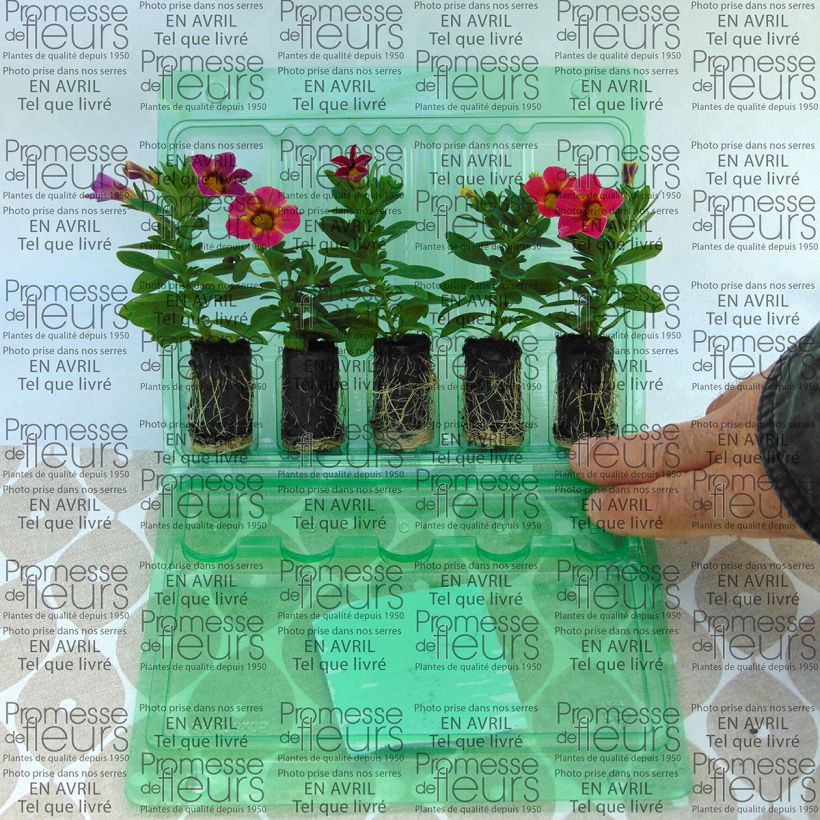 Esempio di esemplare Calibrachoa Chamaeleon Sunshine Berry - Petunia nana mini zolla... come consegnato