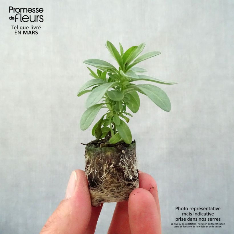 Calibrachoa Eyeconic Purple - Petunia nana mini zolla... esemplare consegnato in primavera