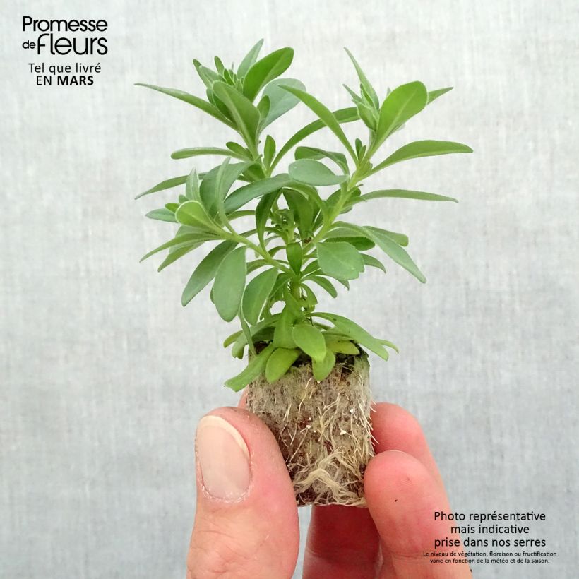 Calibrachoa Lia Dark Red - Petunia nana mini zolla... esemplare consegnato in primavera