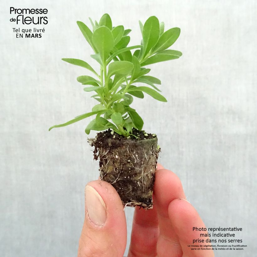 Example of Calibrachoa Noa Almond Blossom - Petunia nana mini zolla... as you get in printemps