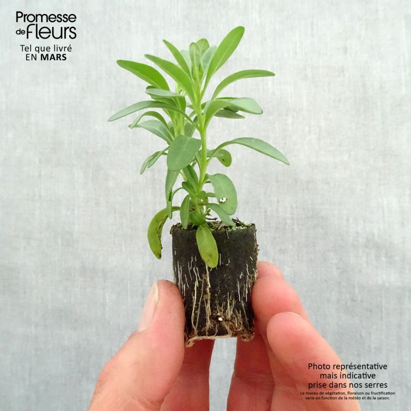 Calibrachoa Noa Dark Pink Carnival - Petunia nana mini zolla... esemplare consegnato in primavera