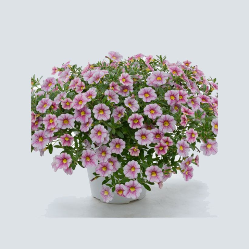 Calibrachoa Noa Princess - Petunia nana (Plant habit)