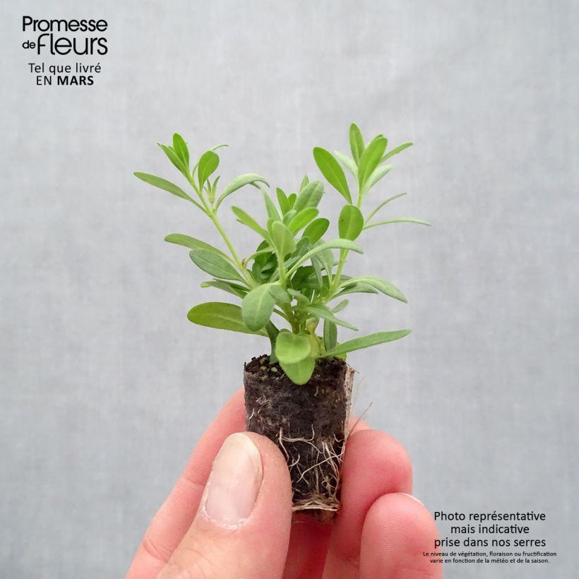 Calibrachoa Superbells Cherry Star - Petunia nana Mini zolla Ø 1,5/2,5 cm esemplare consegnato in primavera