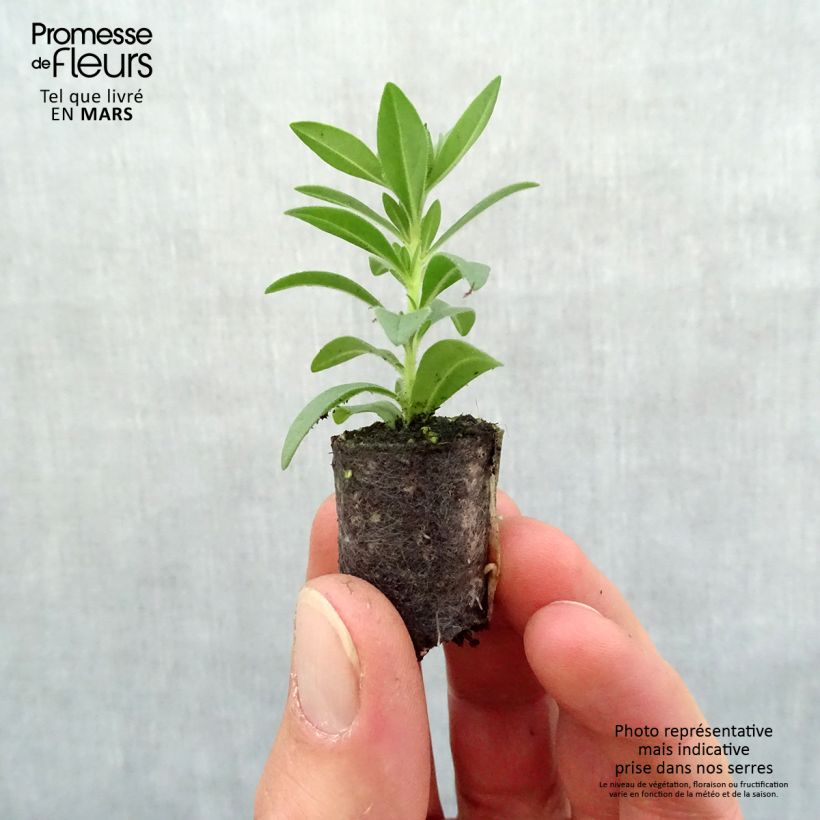 Calibrachoa Superbells Double Ruby - Petunia nana Mini zolla Ø 1,5/2,5 cm esemplare consegnato in primavera