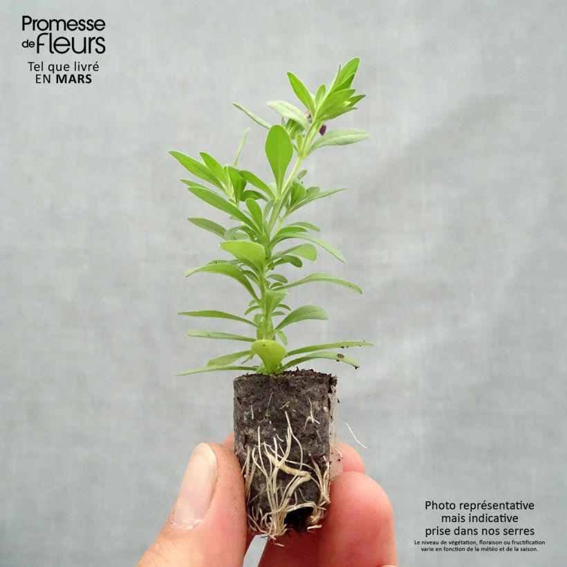 Calibrachoa Superbells Grape Punch - Petunia nana Mini zolla Ø 1,5/2,5 cm esemplare consegnato in primavera