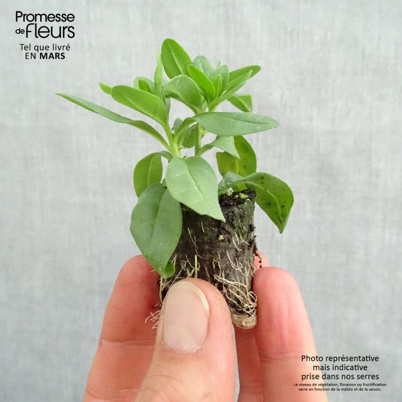 Example of Calibrachoa Superbells Lemon Slice - Petunia nana mini zolla... as you get in printemps