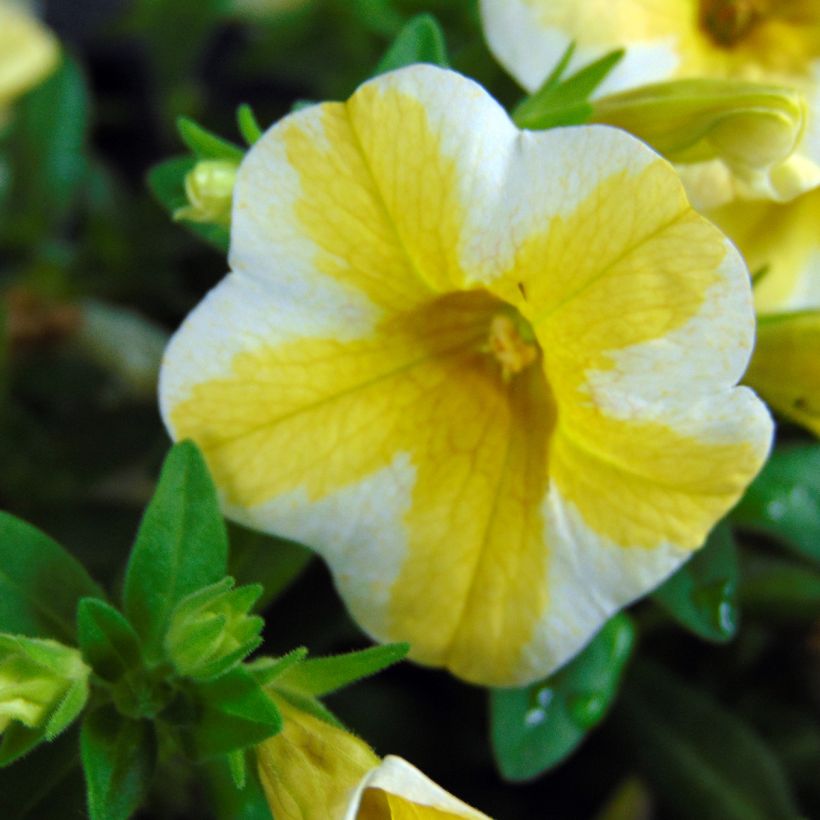 Calibrachoa Superbells Lemon Slice - Petunia nana (Flowering)