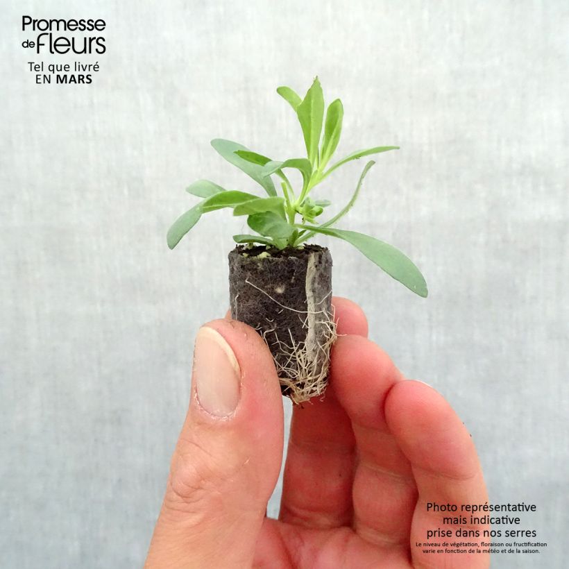 Calibrachoa Superbells Unique Blue Violet - Petunia nana Mini zolla Ø 1,5/2,5 cm esemplare consegnato in primavera